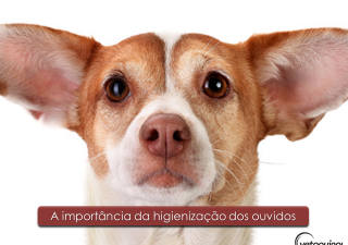  A importância da higienização dos ouvidos em pets