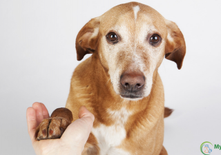 Cães podem ter Alzheimer?