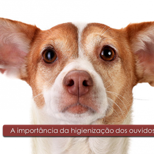  A importância da higienização dos ouvidos em pets