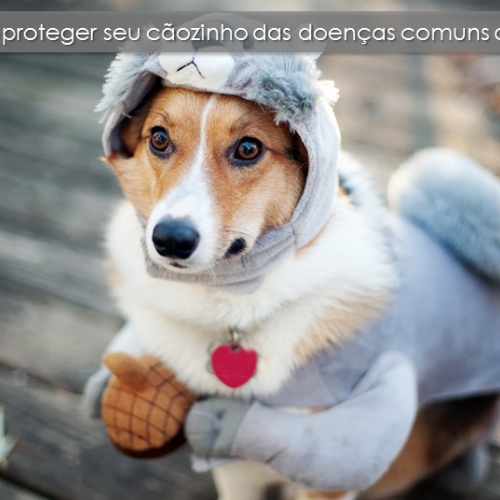 Como proteger seu cãozinho das doenças comuns do Outono?