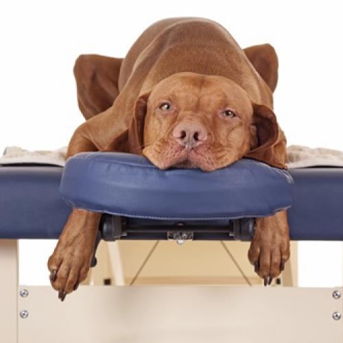 Você já ouviu falar em massoterapia canina 16.05