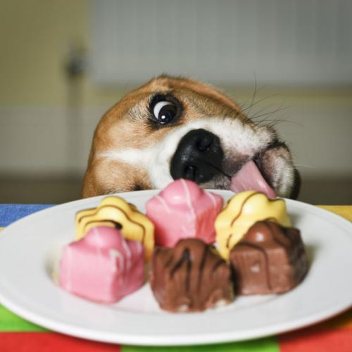 Intoxicação alimentar em cães