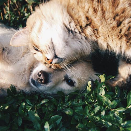Foto: Krista Mangulsone/Unsplash