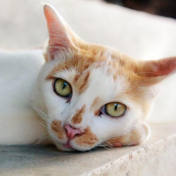 Insuficiencia-renal-em-felinos