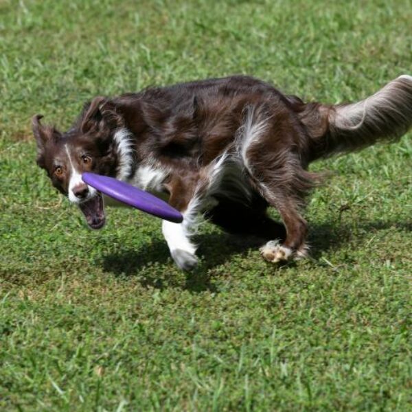 cao-brincando-robin-jonathan-unsplash