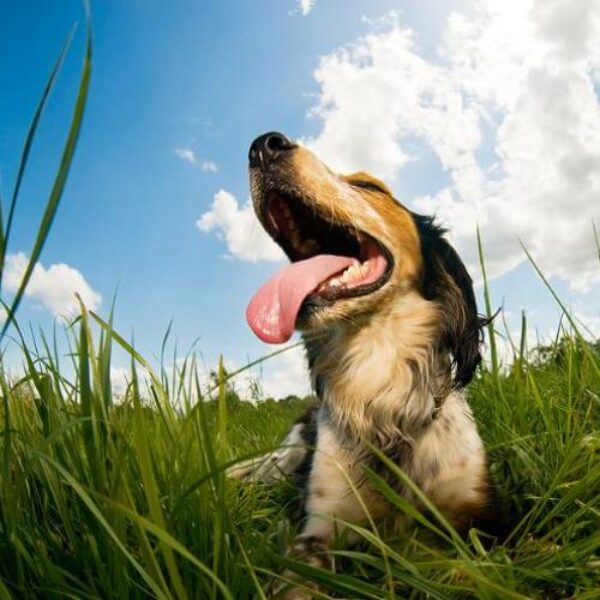 dog-cat-pet-food-water-bowl-2