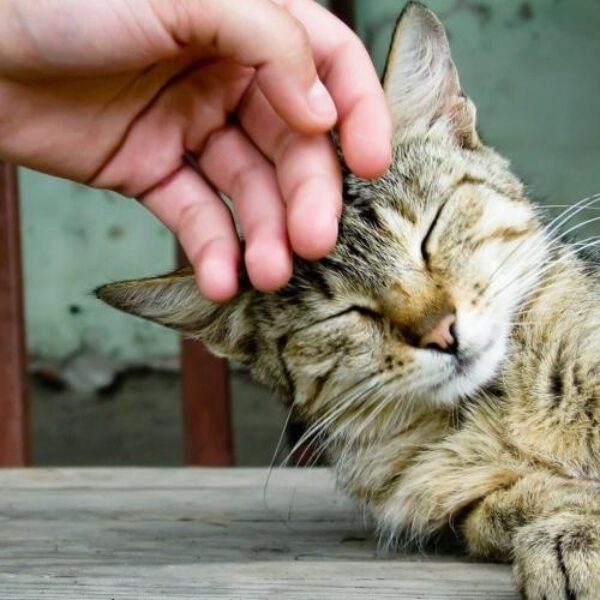 petting-cat