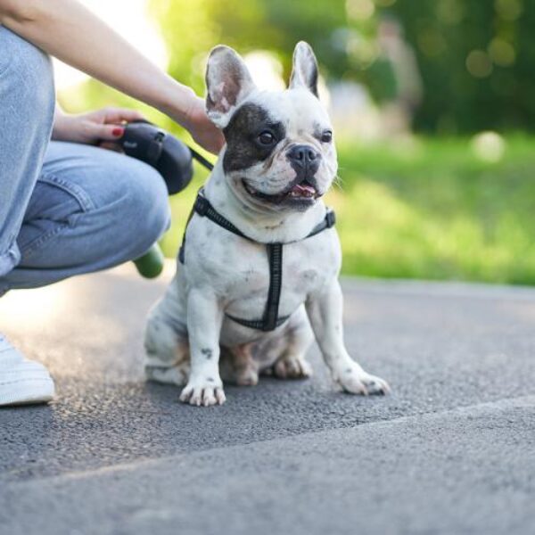 vetoquinol-cao-coleira-foto-divulgacao_0