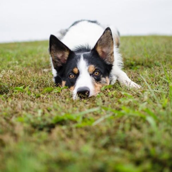 vetoquinol-cao-na-grama-foto-brixiv-pexels